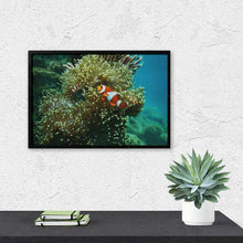Lade das Bild in den Galerie-Viewer, Diamond Picture Clownfish Style 8"×12"