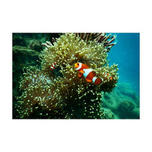 Lade das Bild in den Galerie-Viewer, Diamond Picture Clownfish Style 8"×12"
